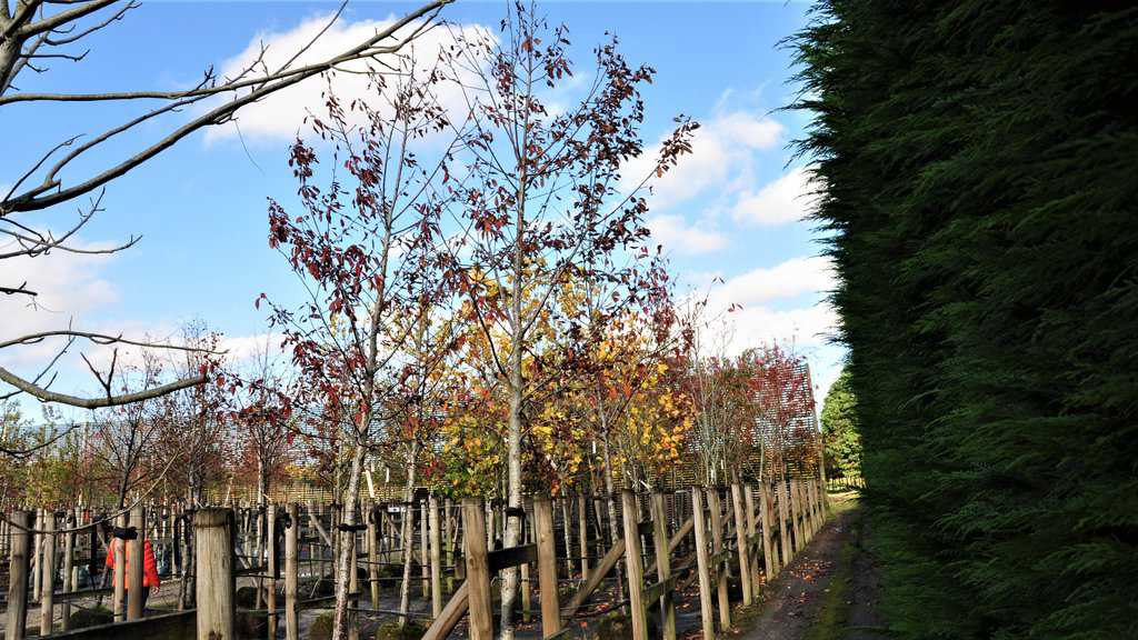 Prunus avium 'Plena' 6-8 LS